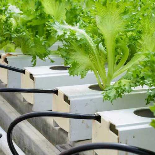 ویژگی‌های آب مناسب برای کشت هیدروپونیک